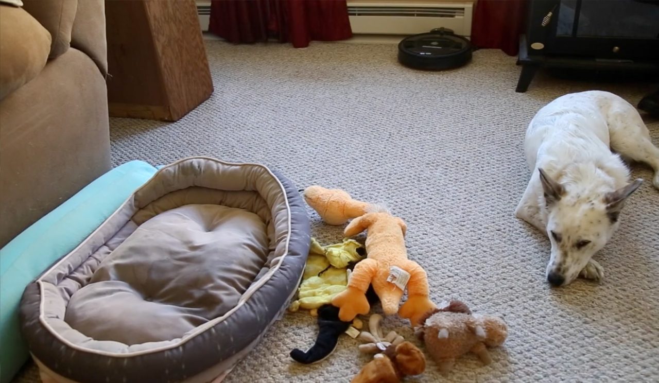 Urinary Incontinence In The Dog PROIN ER™