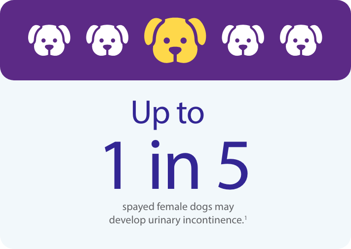 Up to 1 in 5 spayed female dogs may develop urinary incontinence.1